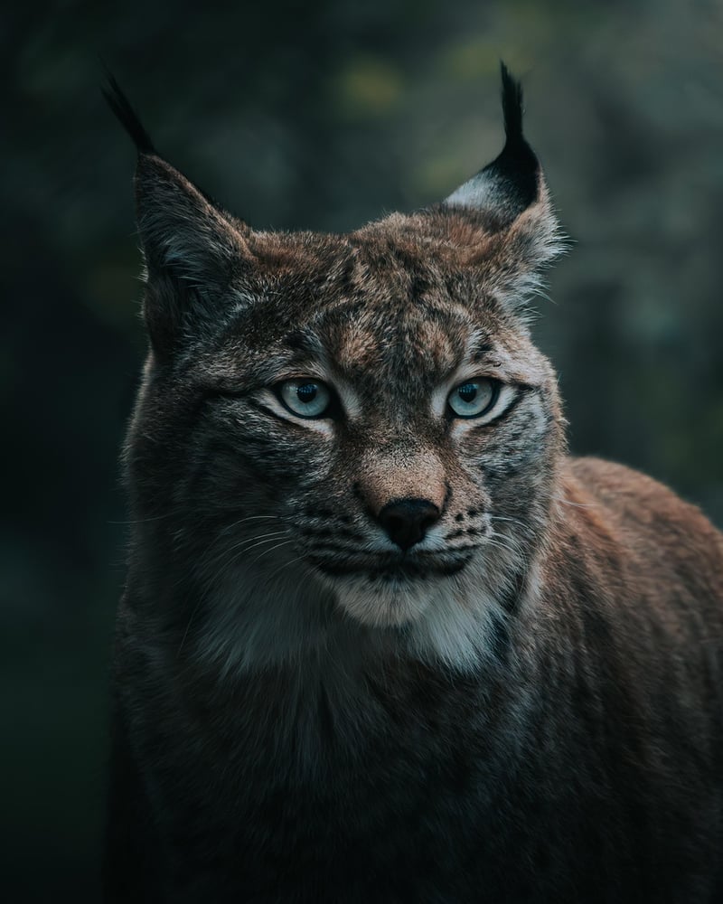 Forest Photography Tips