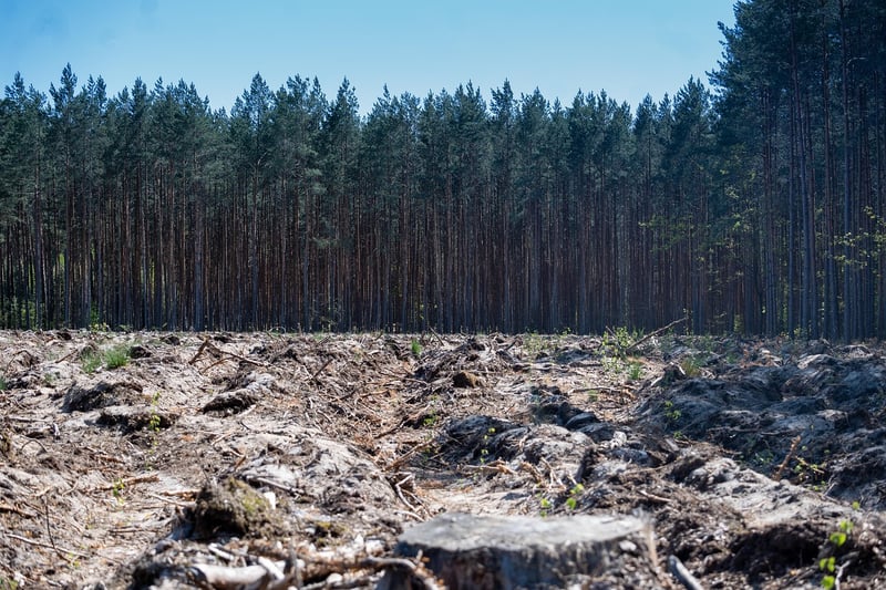 Magical Forest Clearings