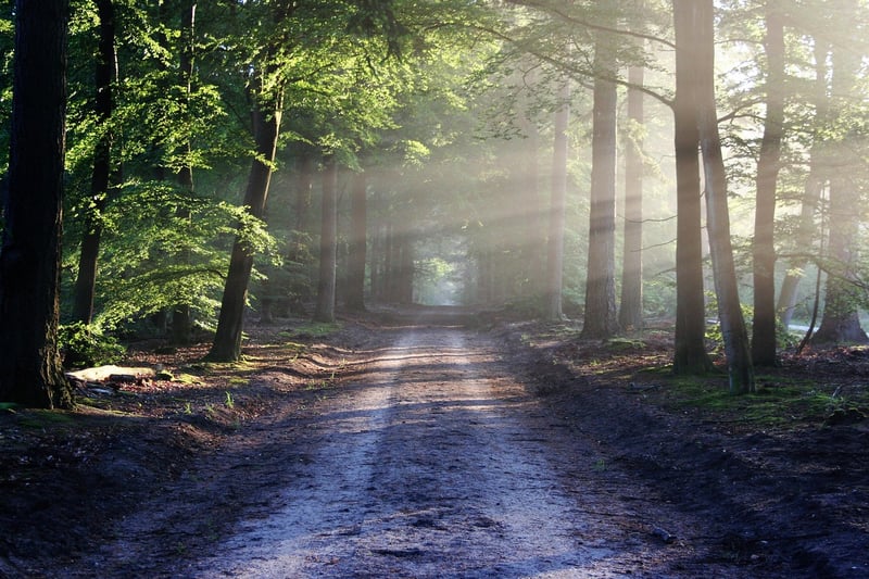 Forest Photography