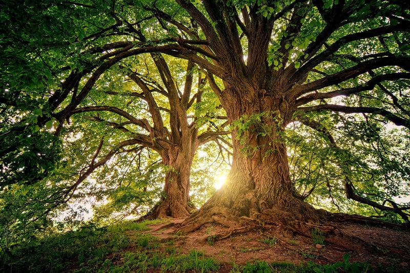 Sunlight Through Trees
